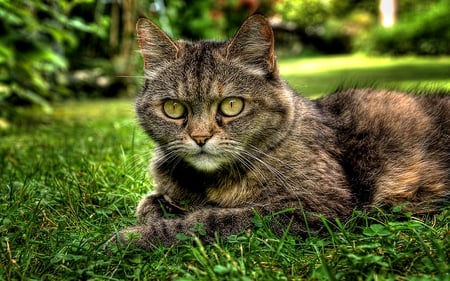 HANDSOME BUDDY - handsome, grass, field, sitting, cat