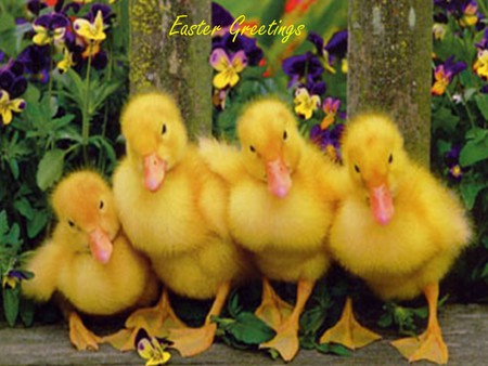 Easter Greetings;). - easter, yellow, greetings, spring, ducks, joy