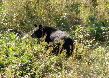 bear0069.jpg - bear, confortable, relaxing, sunbathing