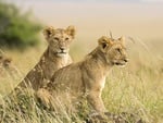 Female lion cubs