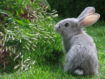 Exploring the world! - rabbit, sweet, bunny, greay, grass