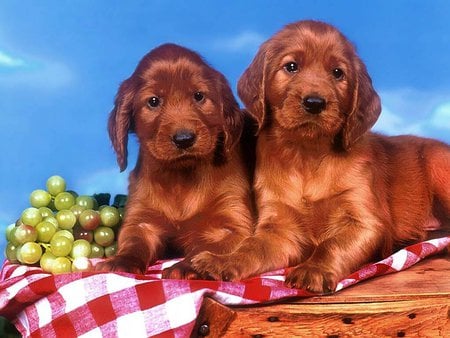 Cute puppies in picnic