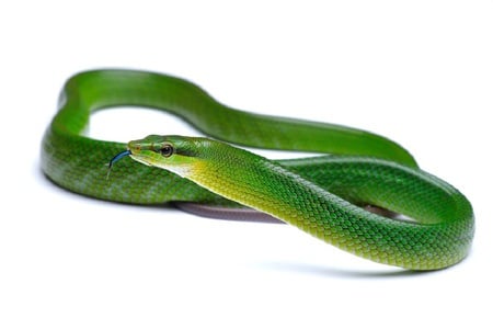 Snake...but beautiful!!! - white, reptiles, blow, green