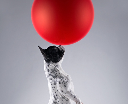 Red ball - cachorro, puppy, animals, dog, red, ball, perfect, cute