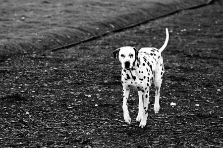 Dalmatian - cachorro, puppy, animals, dog, dalmatian, perfect, cute