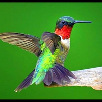 Colorful Bird