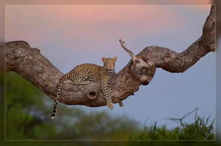 Leopard on Tree - on tree, leopard, picture, beautiful