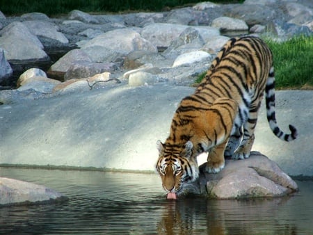 Thirsty Tiger - tongue, stripes, drinking, rock, tiger