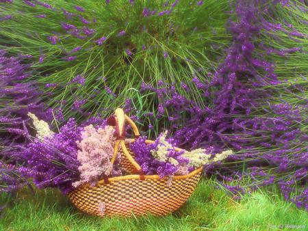 lavander only - nice, amasing, purple, pink, green, basket, grass, lavander