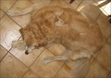 dog & cat...Friendship - brown, cute, dog, friendship, sweet, cat