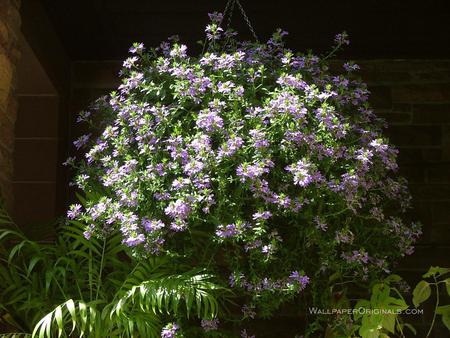 soft flowers - beautiful, spring, light, flowers, nature, purple, green, soft, violet, nice, sun