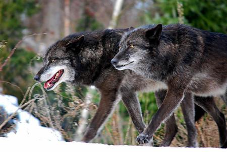 wolf patrol  - wolf, patrol, forest, brothers