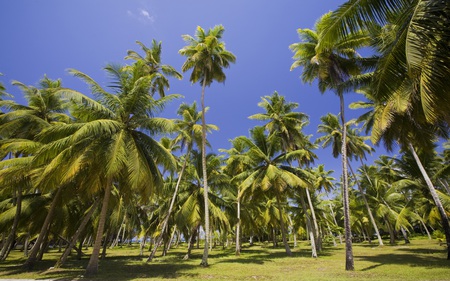 Exotic Palms - tropical, beautiful, skies, nature, blue