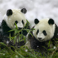 panda brothers