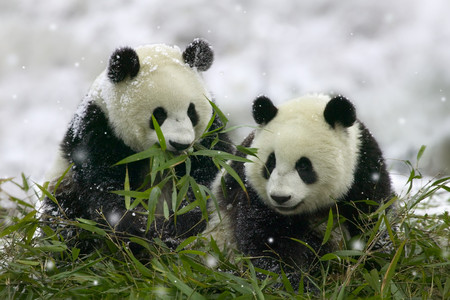 panda brothers - winter, panda, snow, china, brothers, black and white