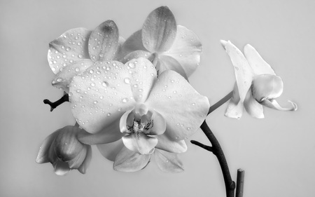 Falenopsis - white, nature, flowers, dew, photograph, garden, black