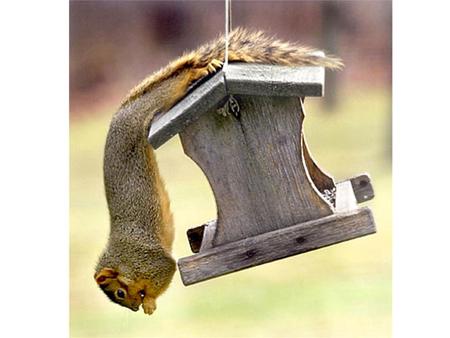 hanging squirrel - forest, jumping, squirrel, hanging, interesting, wild