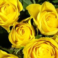 yellow roses