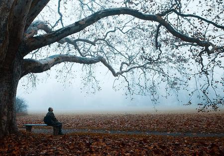 AUTUMNAL - branches, autumn, man, dead leaves, tree, bench