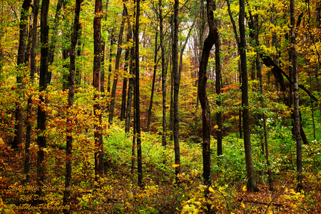 Bosque no Outono - nature, autumn, forest, landscape