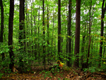 Bosque na Primavera