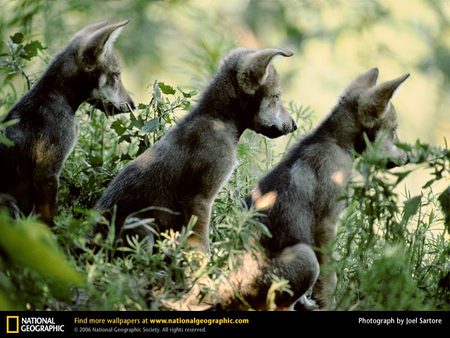 The 3 Little Wolves - three, cute, black, pups, woves