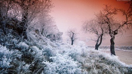 Winter Sunset - trees, hills, winter, beautiful, road, snow, sunset, frozen grass, red sky