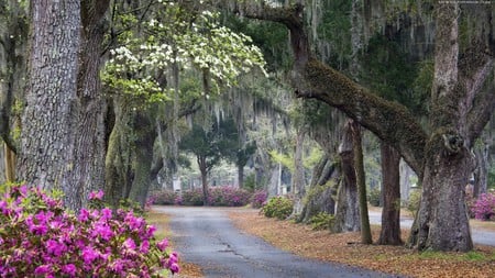 Park Alley - white, red, alley, beautiful, park, old trees, flowers