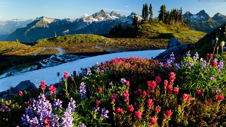 Mountains View - hills, blue sky, mountains, fullcolours, small river, snow, beautiful, pine trees, grass, wildflowers