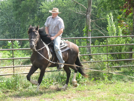 Training day - sport, fresian, horse, training day