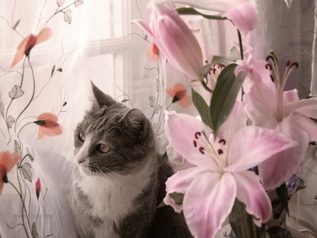 Cat and flower - nature, cat, flower, kitten