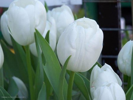 White memories... - white, tulips, gorgeous, flowers, springtime