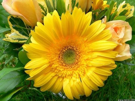 Good morning! - sunshine, yellow, sun, light, big, flower