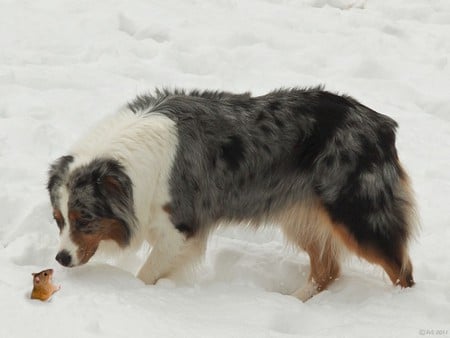 Friends - picture, dog, friends, mouse, cool