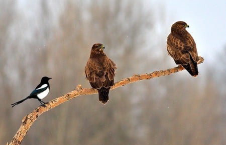 Brave Little Bird - picture, cool, brave, bird, little