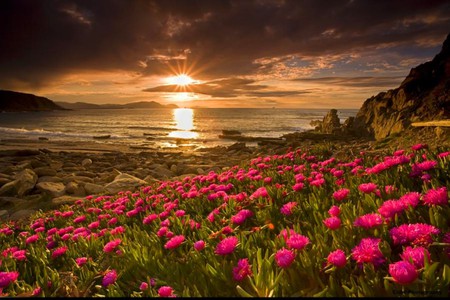 Wild Flowers - flowers, sunset, picture, beautiful, wild