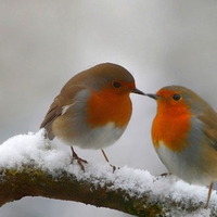 Birds in Snow