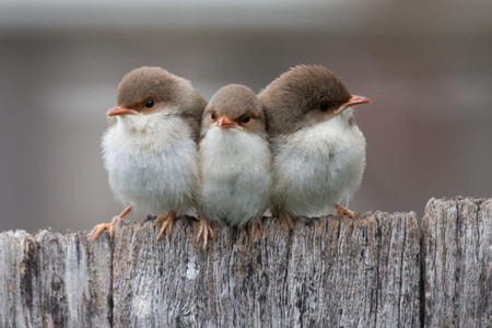 Little Birds - cute, little, birds, picture