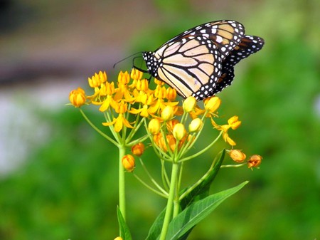 Silky-Gold - silky, picture, asclepias, curassavica, gold, cool