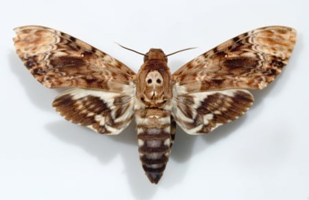 Death's-Head Hawkmoth - fauna, moth, lepidoptera, wings, insect, skull