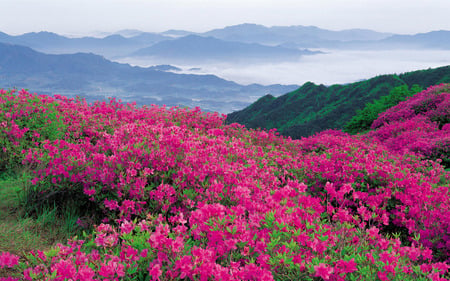 field of flowers - fields, sky, mountains, nature, wild, beautiful, clouds, pink, green, flowers