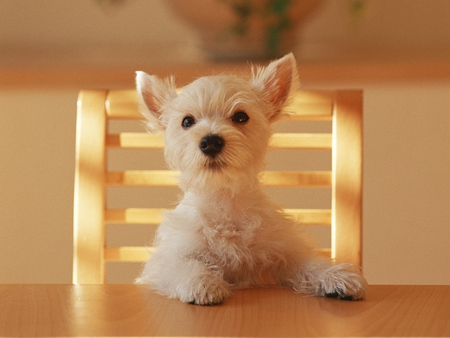 What's For Dinner Mom? - hungry, dinner, table, chair, dog