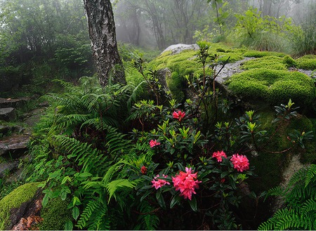 Forest flowers