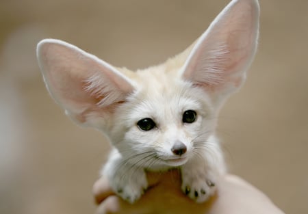 What did You Say - animal, white, ears, eyes