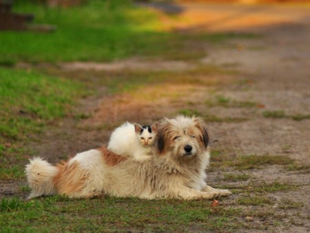 Cat on Dog