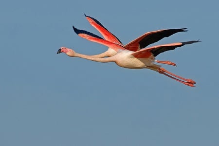 Flamingo Twins - partners, flight, friends, pair, orange, sweet, sky, charming