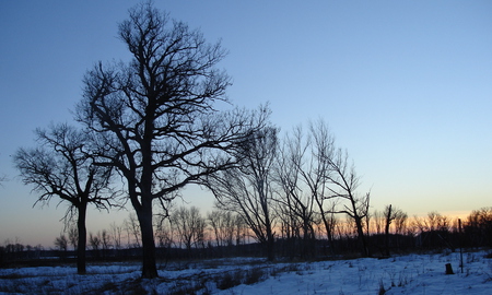 winter sunset - minnesota, trees, winter, sunset, blue sky