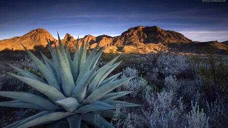 Landscape - mountains, landscape, beautiful, desert, blue sky, agava