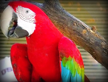 Natural Beauty - dallas, animals, bright, red, beautiful, parrot, zoo, natural, birds