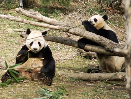 pandas brothers for leo19 - panda, china, brothers, bamboo